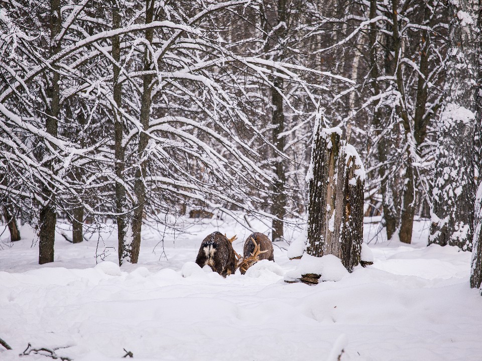 «Любителей соли» обнаружили на дороге под Истрой