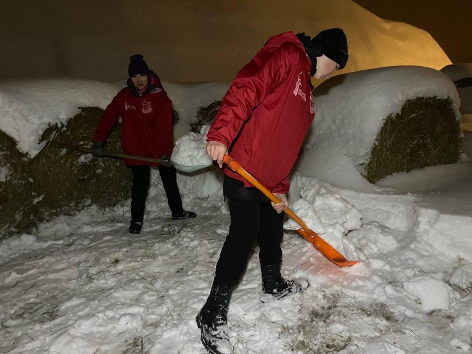 Волонтерская рота приехала на помощь хозяйке конюшни в Алексино‑Туголесе