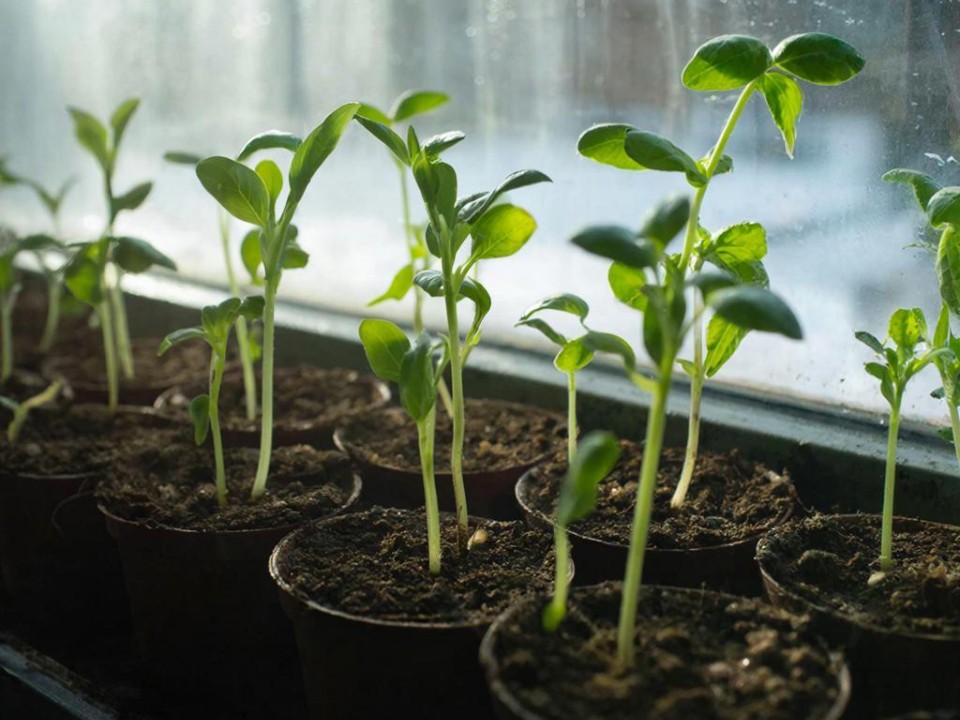 Что сажать 15 января по лунному календарю? Готовим дачный участок и растения к будущему сезону