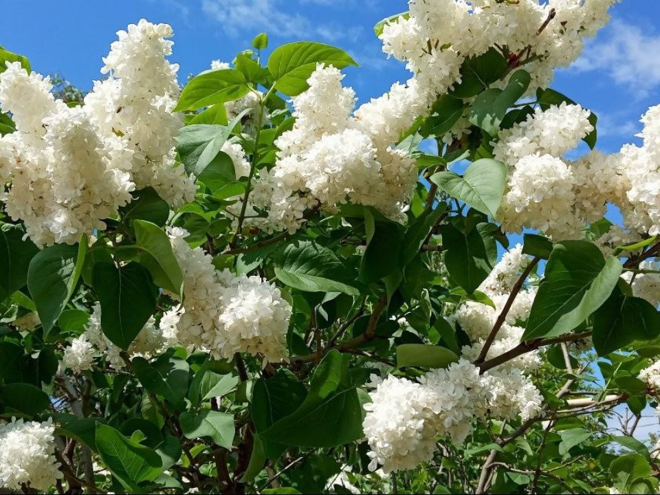 Аномалии продолжатся и в марте: жителям Подмосковья пообещали раннюю и теплую весну