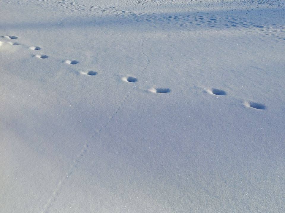 Для расследования странного ДТП в «Лосином острове» привлекли следопытов