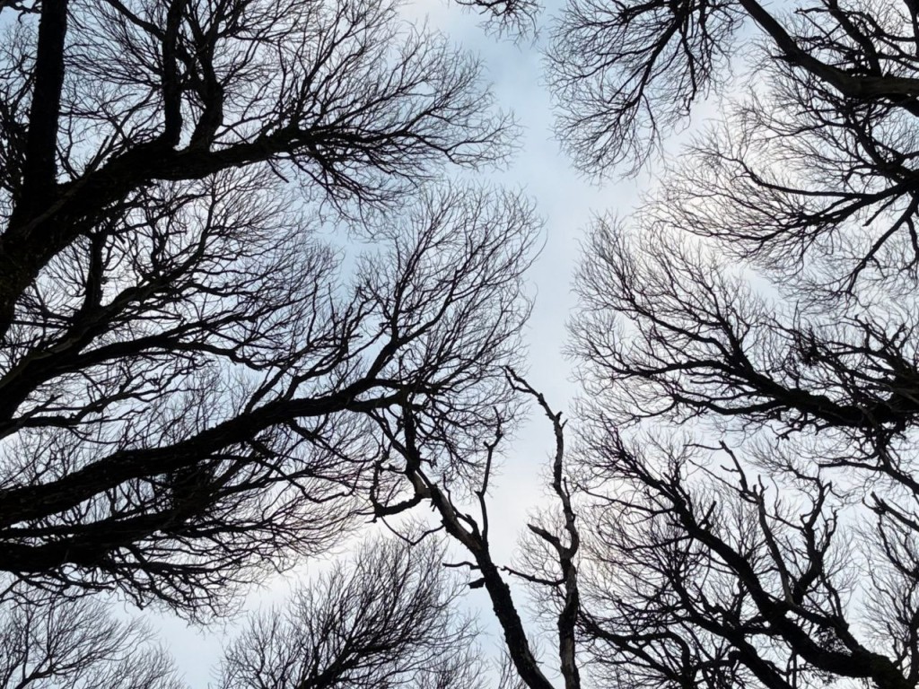 Тайная магия Сильвестрова дня: древние запреты Куриного праздника и роковая ошибка, которая может лишить вас счастья и денег