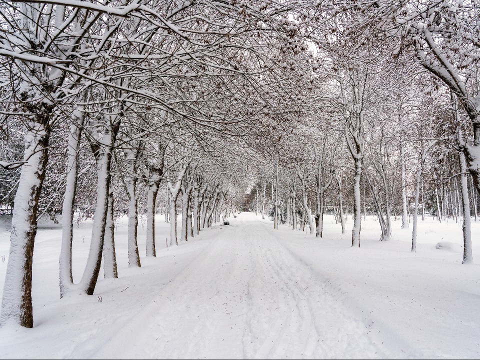 За рекламу на деревьях оштрафуют на ₽300 тысяч