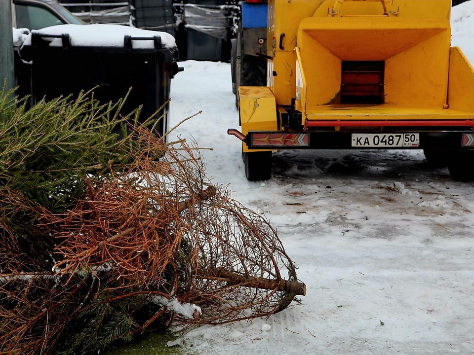 Подари елке вторую жизнь: с 12 января в Котельниках можно сдать дерево на переработку