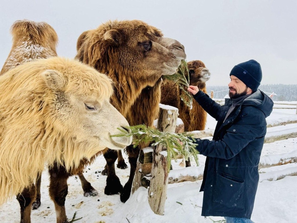 Верблюды из этнопарка в Сергиевом Посаде заказывают на обед елки