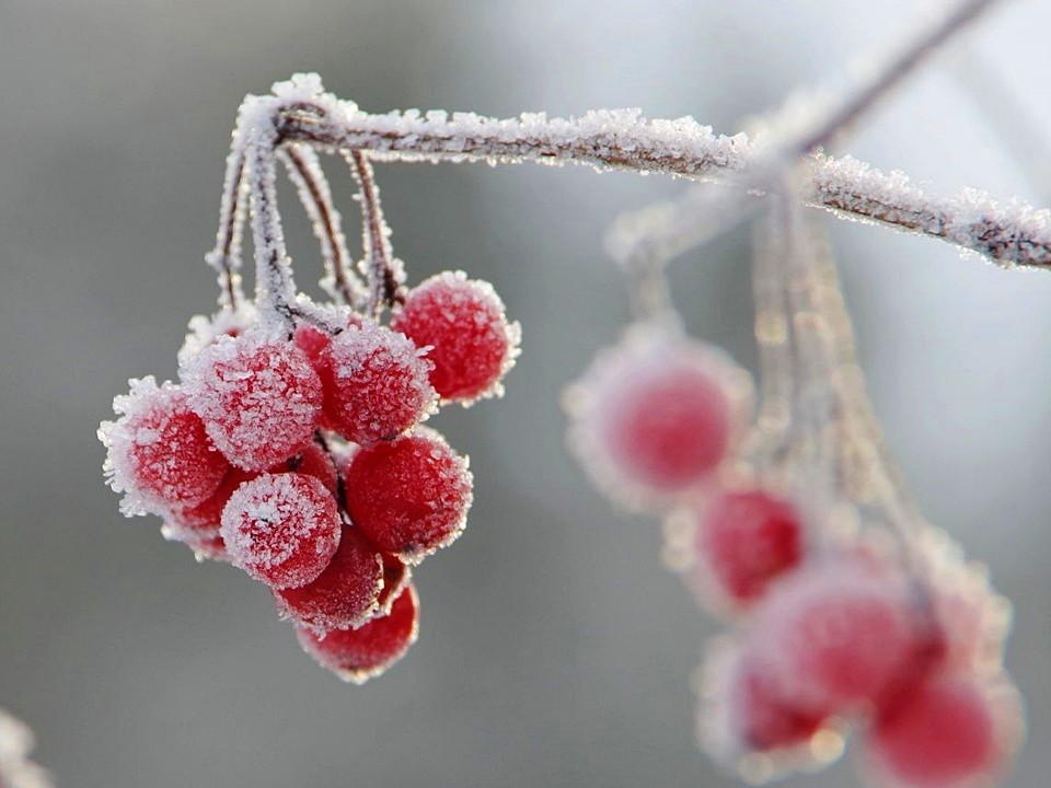 Постепенное потепление начнется в Шаховской с 3 января