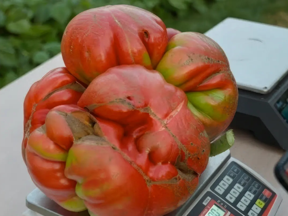 Гигантовод Чусов из Электрогорска проиграл торги за самое дорогое семечко томата в мире