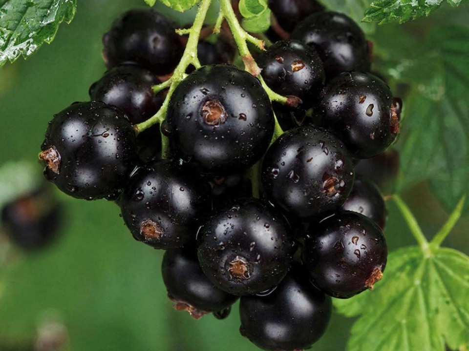 Накормите смородину хлебом: простое удобрение даст урожай ягод размером с крупный виноград