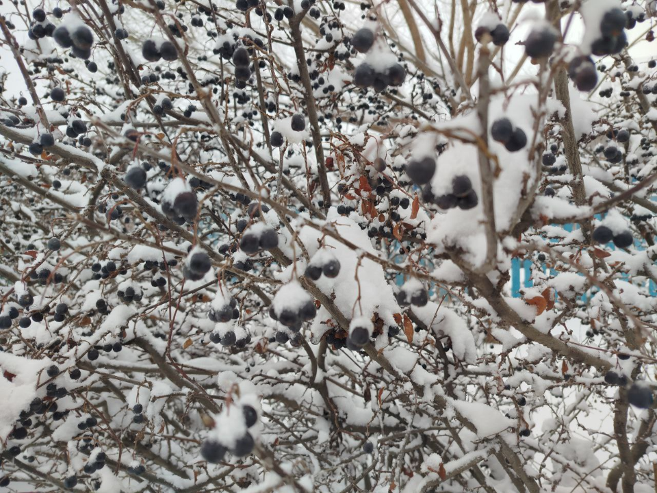 Морозы усилятся, снега прибавится: какой будет погода в Подмосковье в канун Рождества?