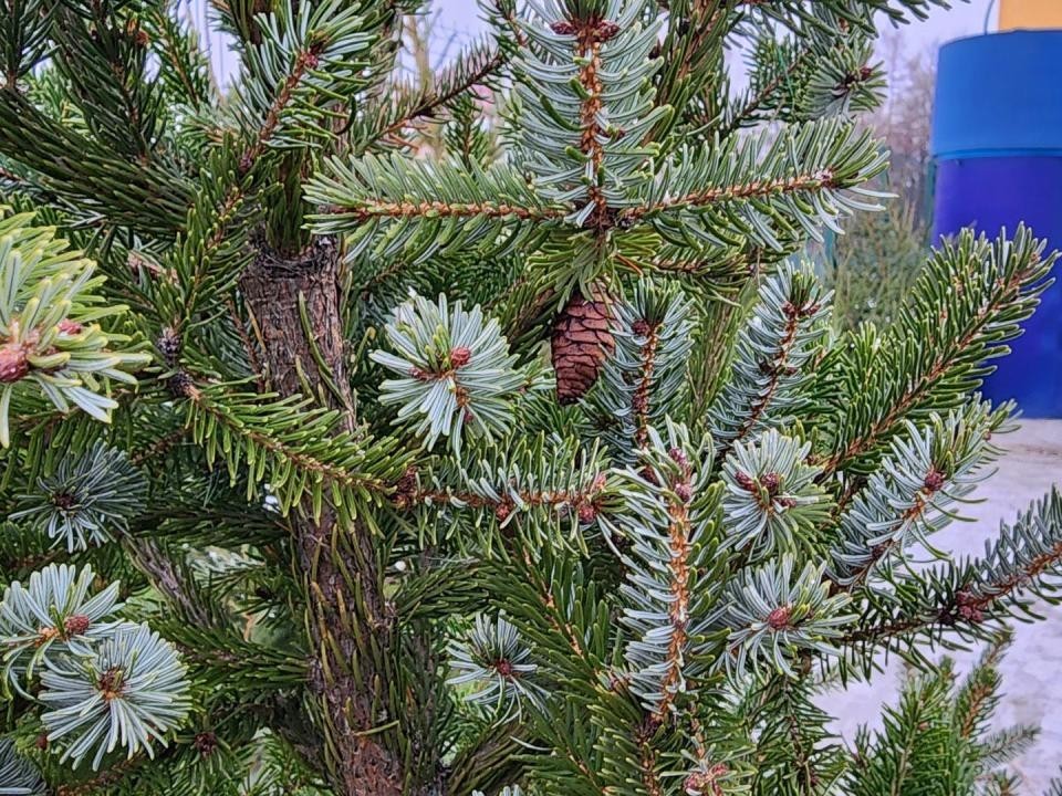 Каширские елки после праздников обретут вторую жизнь