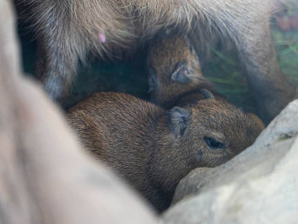 Их стало больше: краснокнижные зверьки размножились в столичном регионе