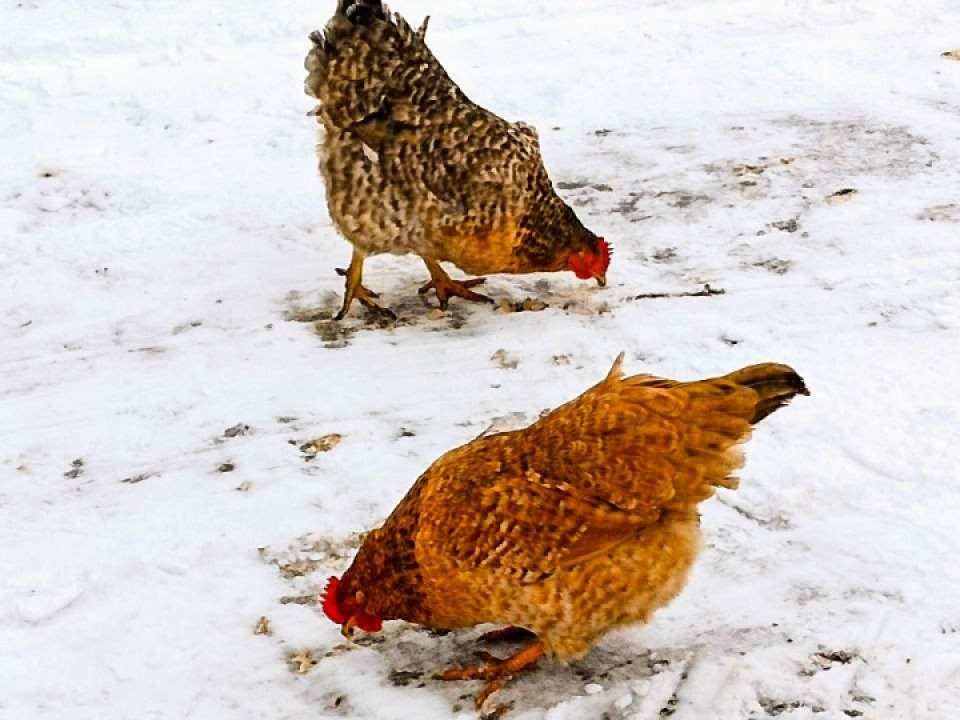 Что принято делать в Куриный праздник 15 января