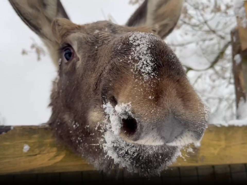 Лосенок Федя из «Лосиного острова» нашел способ борьбы со снегом