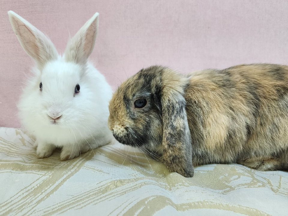 Удивительное рядом: настоящий заяц прогуливался в одном из дворов Красногорска