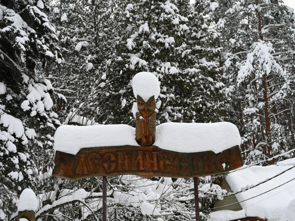 Лесу дают поспать: в Данковском лесничестве рассказали, как холод помогает сохранить саженцы до посадки