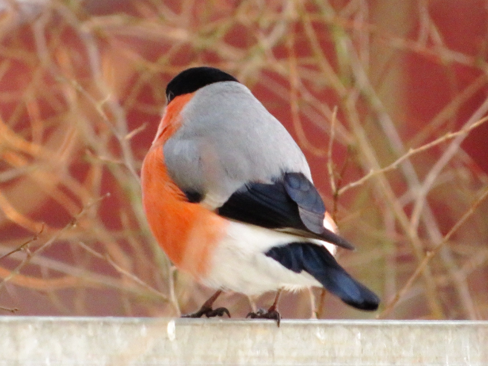Снегири на ветках и сыч на дороге: люберчане сфотографировали редких птиц в городе
