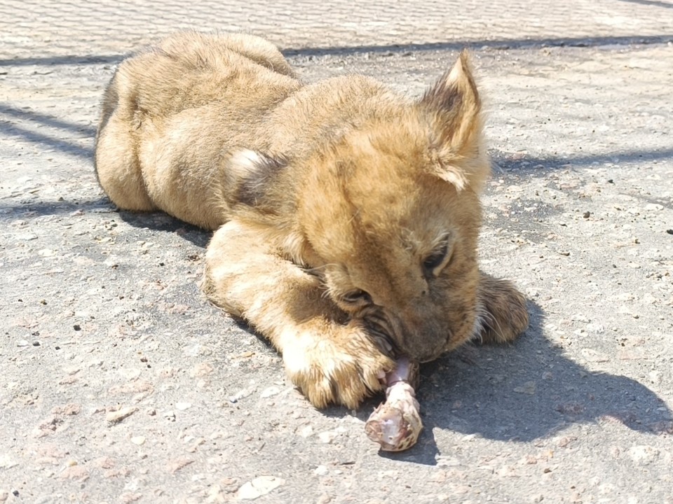 Спасенный львенок Али из клинского приюта начал играть