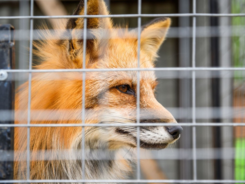 В Одинцовском округе введен карантин по бешенству после обнаружения мертвой лисы