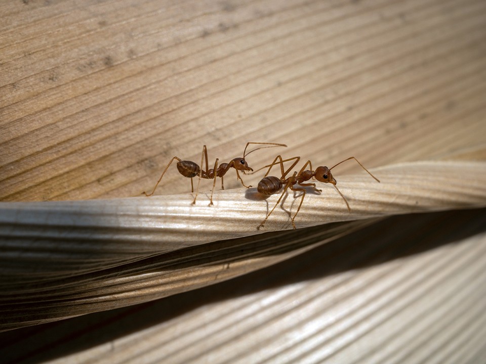 Муравьи из гробниц фараонов обнаружены в квартирах жителей Балашихи