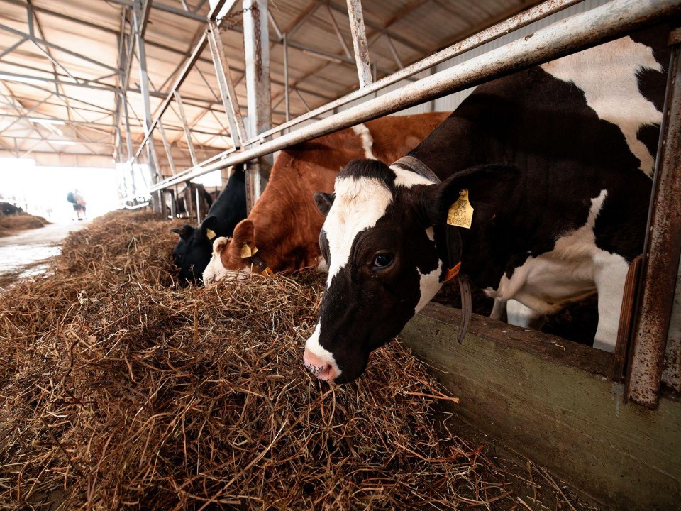 Не ищите деньги по всему интернету: календарь мер поддержки собрал все гранты и субсидии для АПК Подмосковья