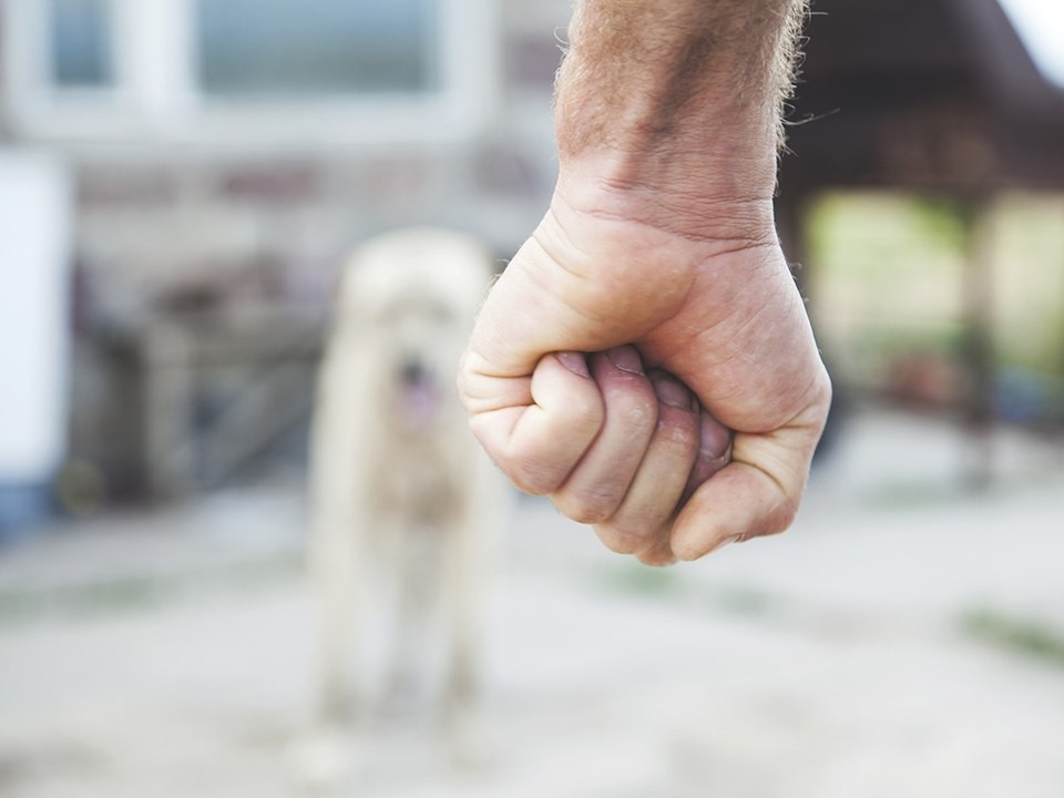 «Чтобы их замело»: кто и зачем расчленил пса в Бутове