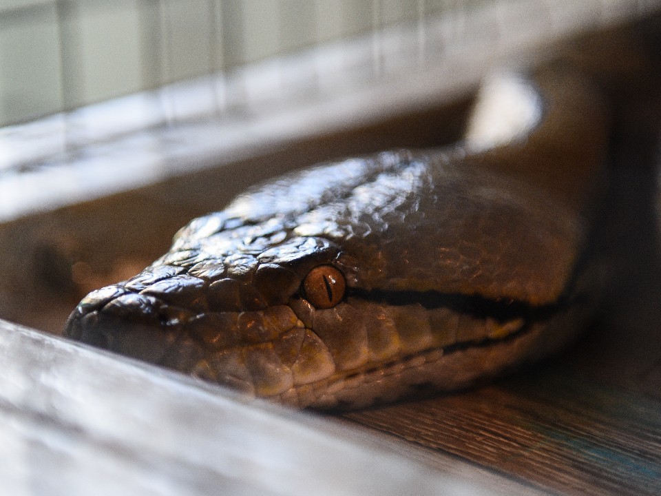 Частный террариум в детской: кого нашли прокуроры в квартире, где змея укусила подростка