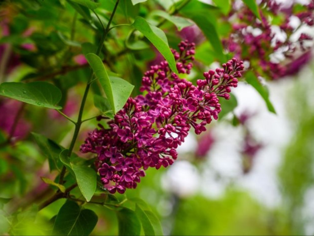 Названа дата, когда в Подмосковье день сравняется с ночью