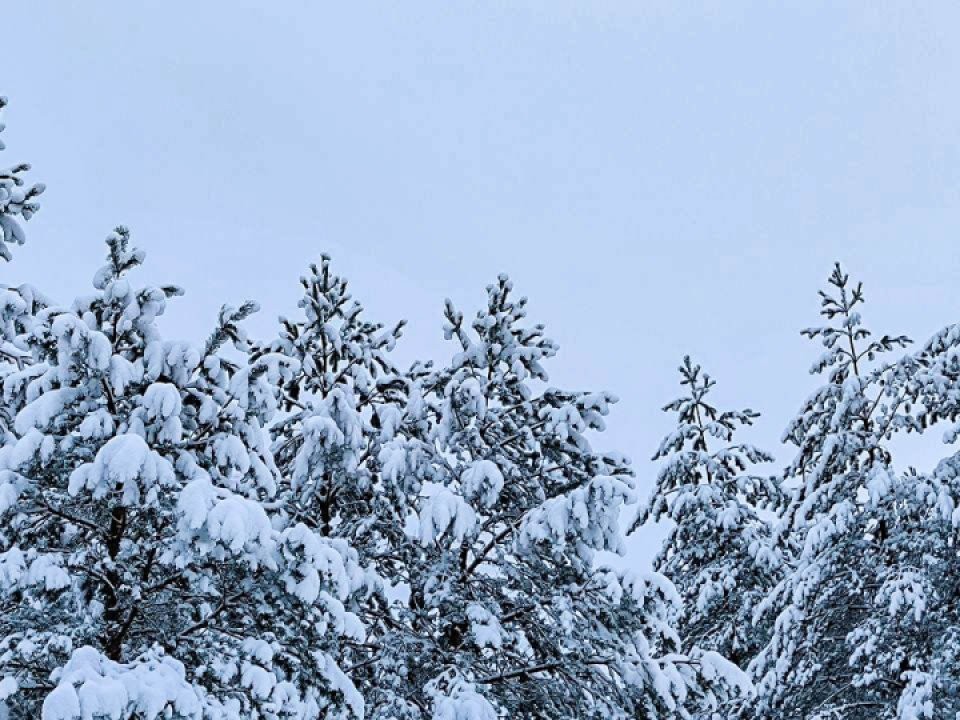 Зосима-пчельник: как по народным приметам 17 января 2026 судили о погоде и меде на год