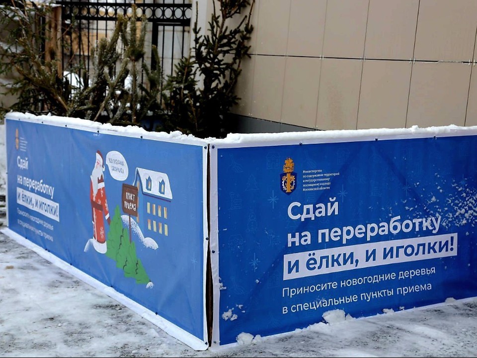 Избавляемся от елки с пользой для природы: куда на самом деле отправляются зеленые красавицы после праздников