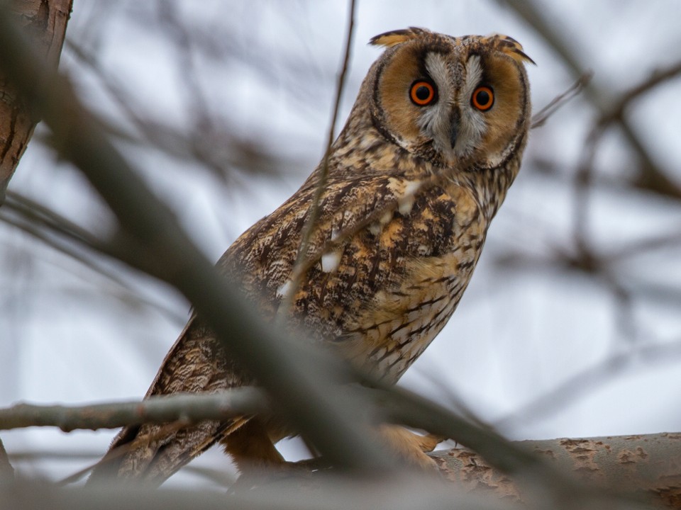 Спрятали в коробку от ворон: что стало с раненым совенком, которого нашли в Зеленом переулке