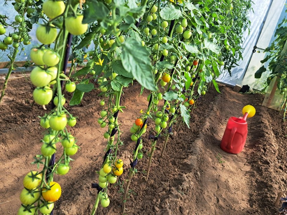 Для теплицы и открытого грунта: семь сортов томатов черри, которые точно дадут урожай в 2026 году