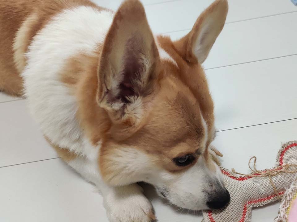 Подмосковный Тайсон: в Менделеево стаффордширский терьер чуть не оторвал ухо корги