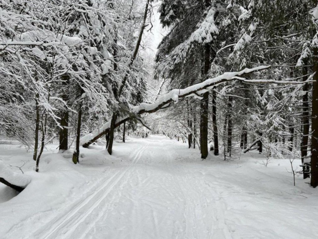 Снегопады сменит 30-гарусная стужа! Тишковец предупредил о затяжных морозах в Подмосковье