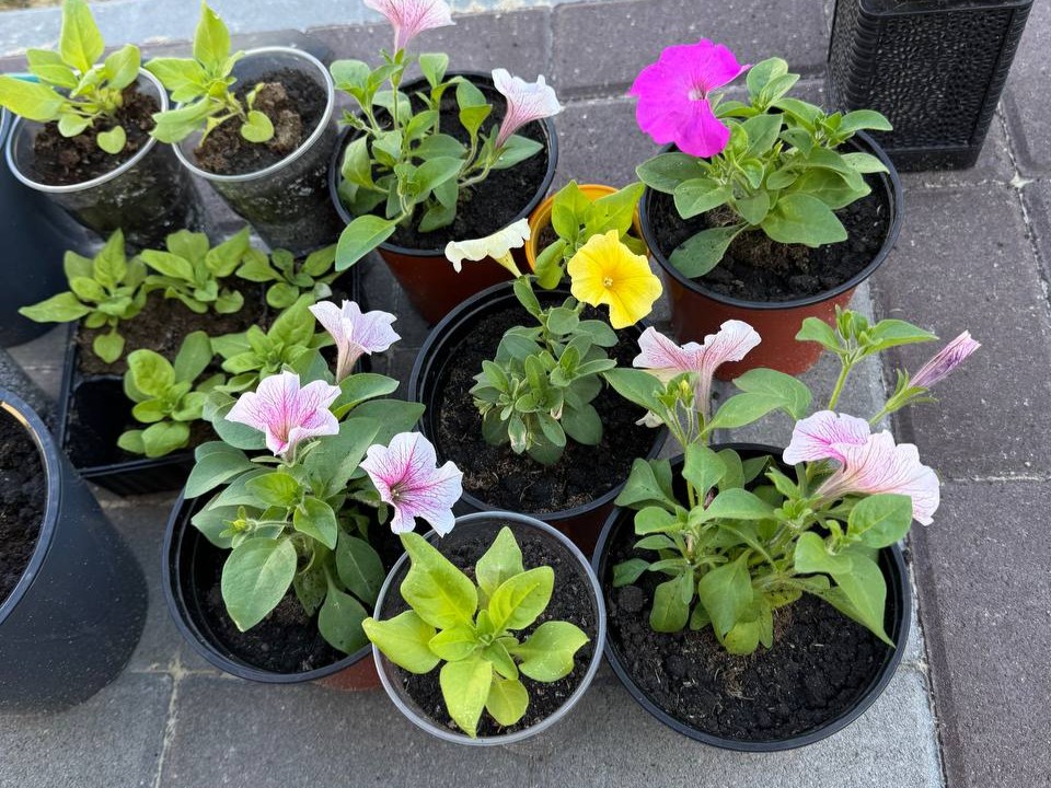 Петуньи взойдут «ковром»: садовод из Истры раскрыла главный трюк посева в январе