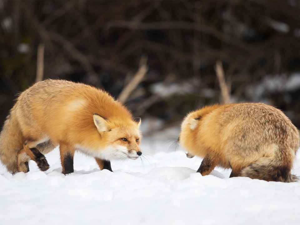 Эти звуки напугают любого: лисы устроили «звериные войны» прямо во дворе ЖК «Новогорск Парк»