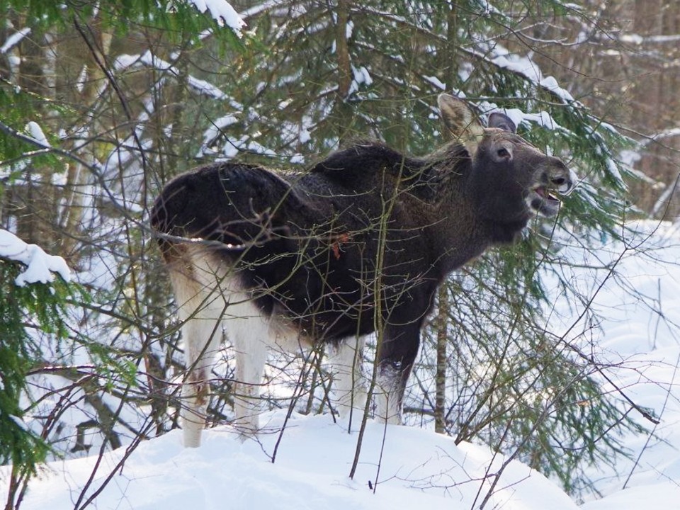 Зоологи Приокско-Террасного заповедника сняли уникальные кадры зимних развлечений лосей