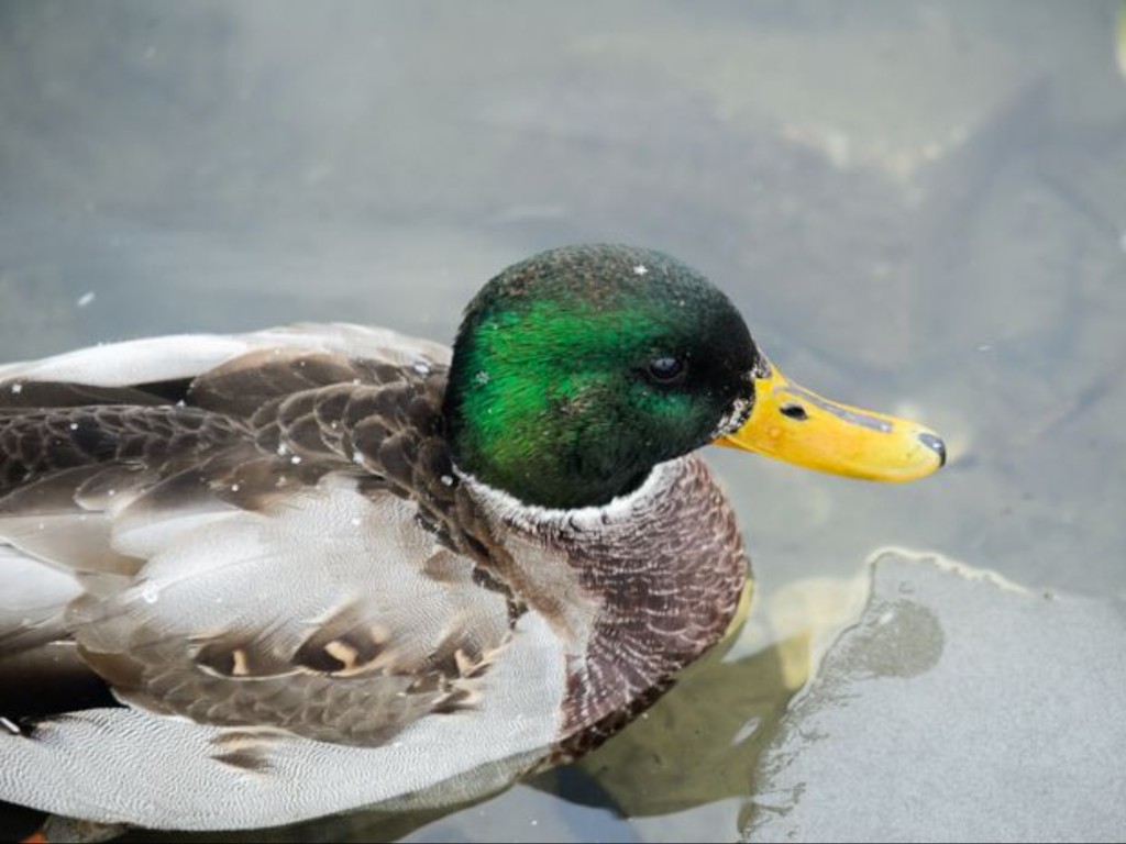 В Шатуре «добрый человек» из 112 спас утку, беспомощно лежавшую на снегу