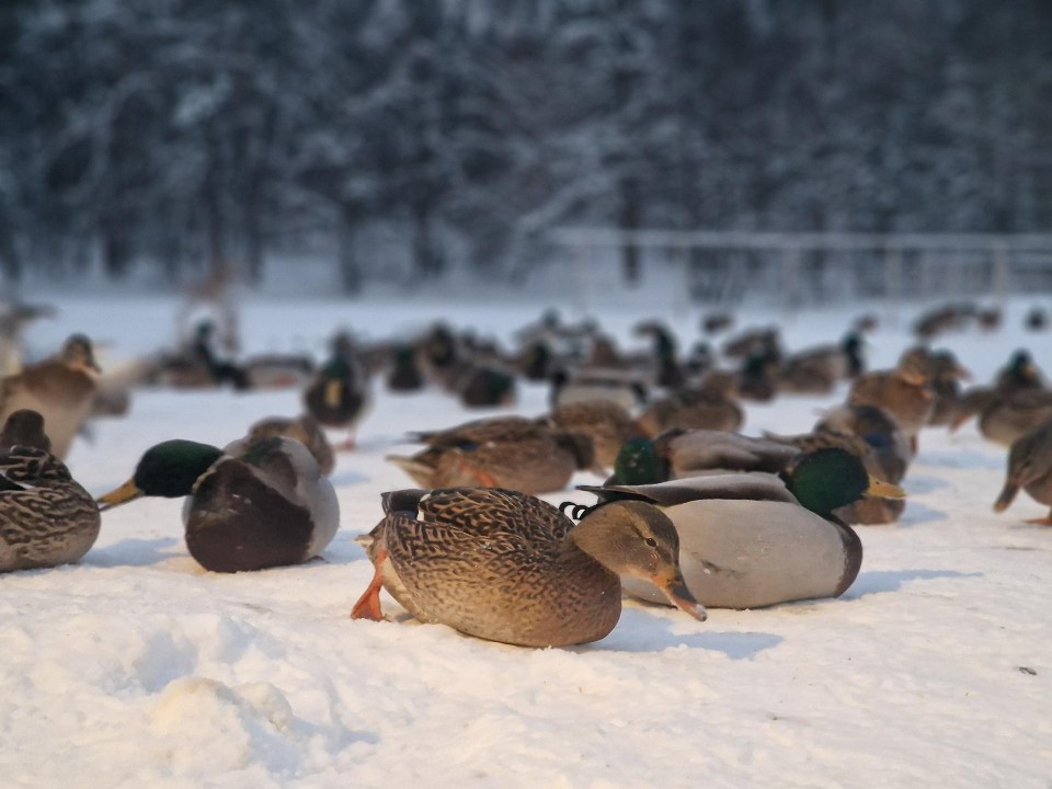 Без подкормки может погибнуть до 80% пернатых: жителям Балашихи рассказали, чем кормить птиц зимой