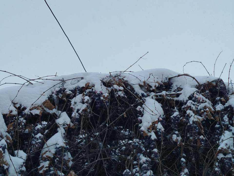 Еще один циклон с юга приближается: Рождество в Подмосковье будет снежным и морозным