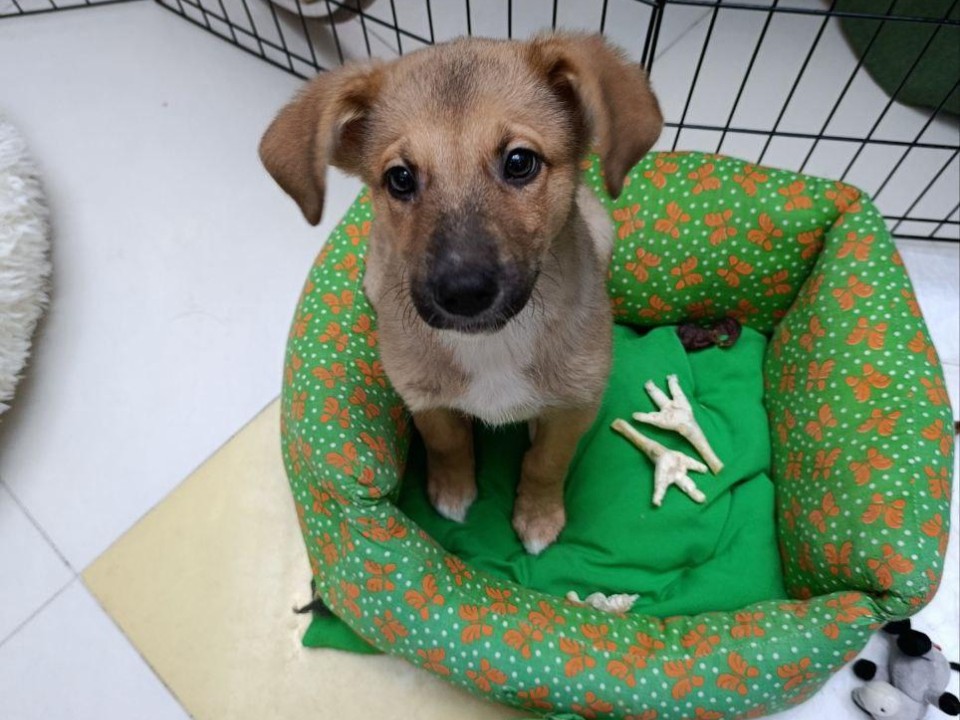 Выставка-пристройство в Люберцах: 12 кошек и собак нашли дом за выходные