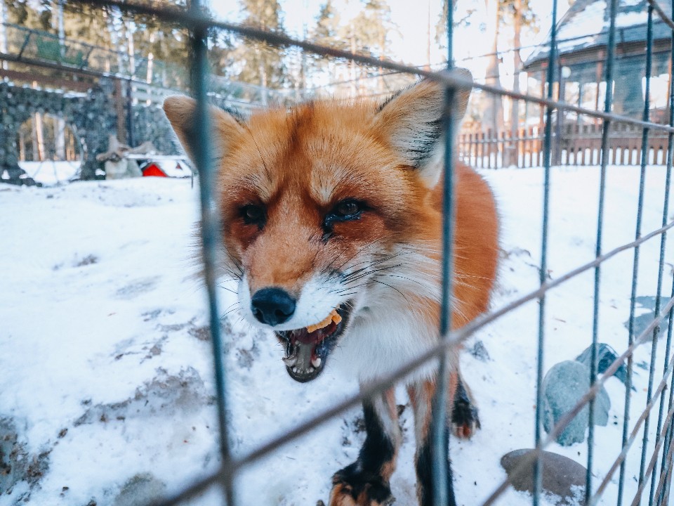 Гуляющую в городе лису заметили жители Подольска: почему не стоит гладить и кормить непрошенную гостью