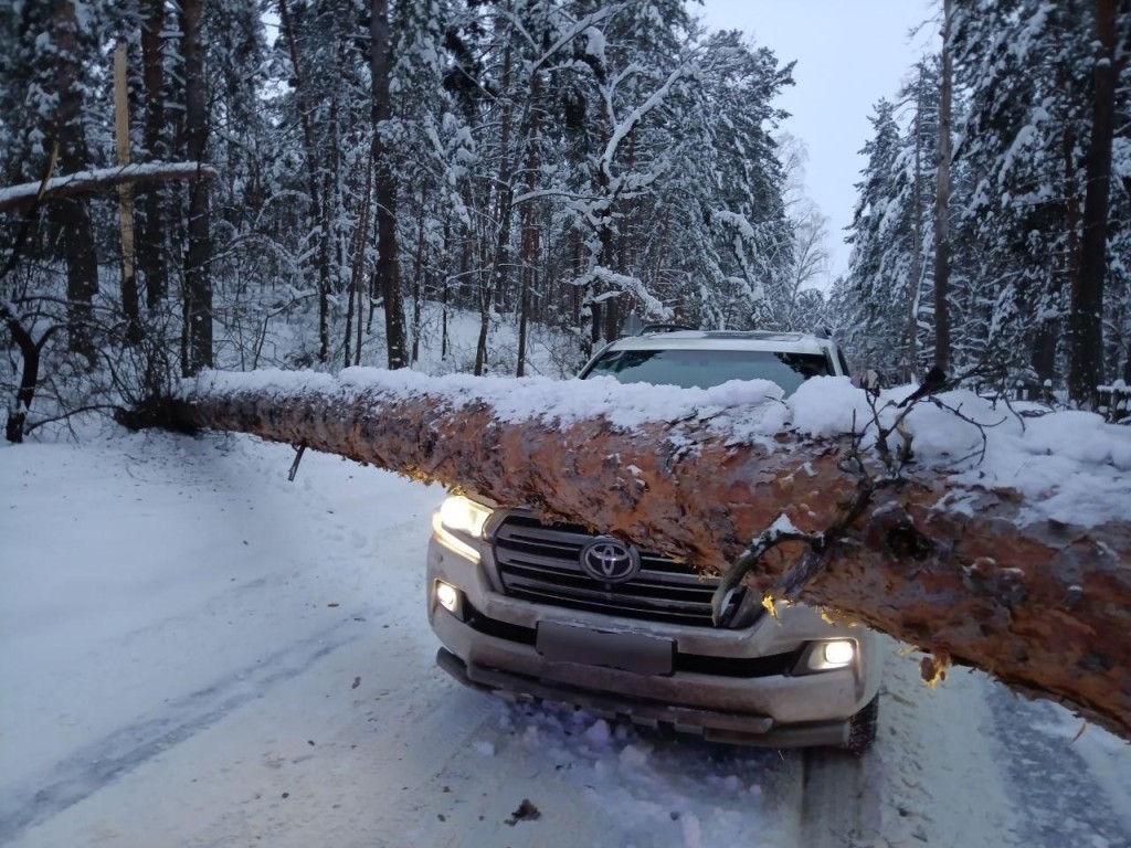Дерево на капот: как спасатели выручили водителя и вернули движение в деревне Соколова Пустынь