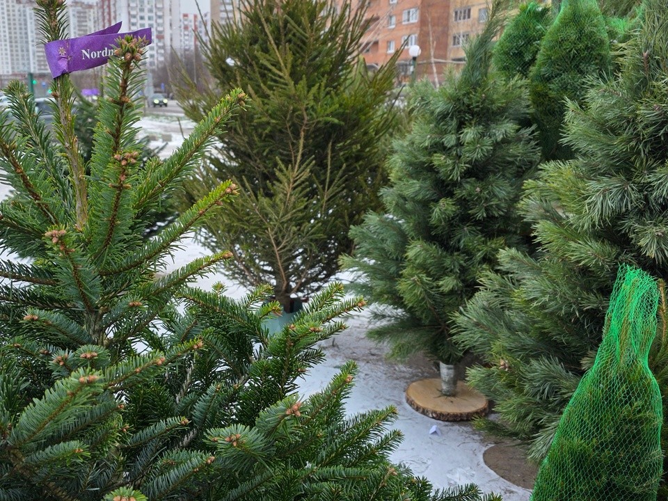 Где сдать новогодние елки в Мытищах: акция «Елочный круговорот»