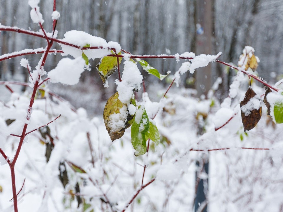 Из снежного плена на волокушах: рискованная транспортировка пациента в Дедовске