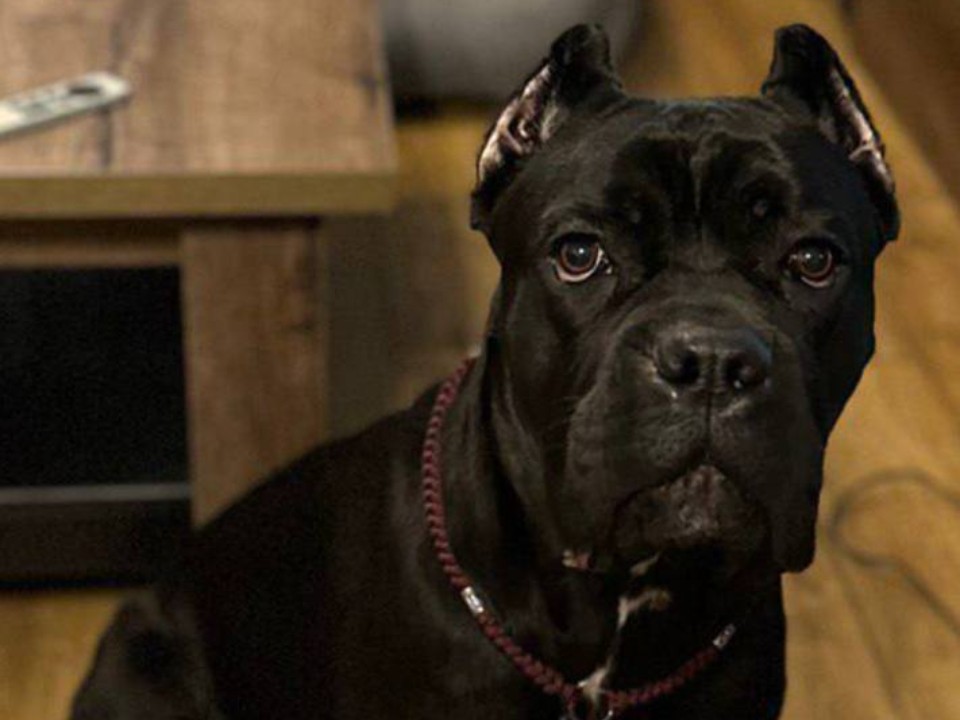 Пропала собака на даче: пес породы кане-корсо исчез в Рузском районе