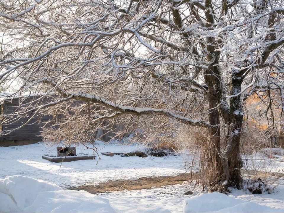 Весной дачников ждет неприятный сюрприз: почему грызуны обглодали деревья в саду и как их защитить