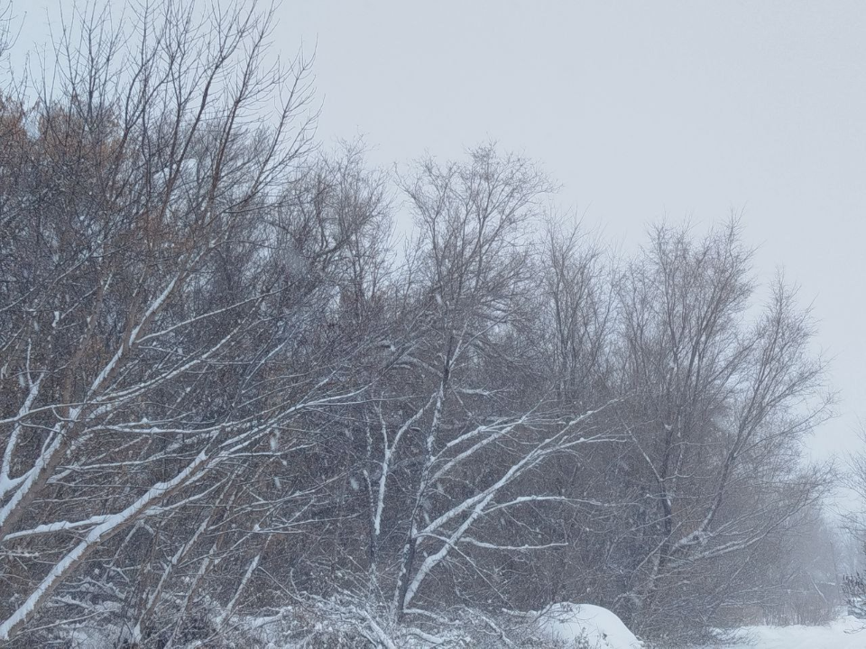 Туман, сильный снег и температурные качели от 0 до -15°: циклон продолжит портить погоду в Подмосковье