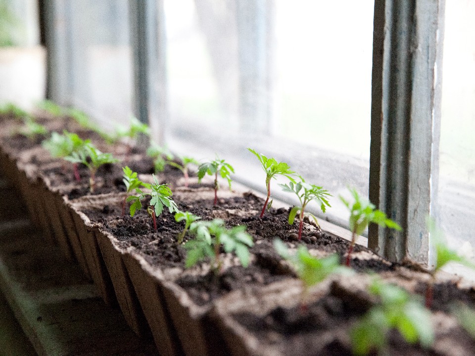 Что посадить на рассаду в январе