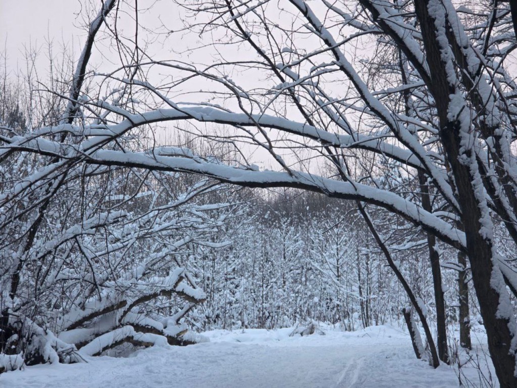 В январе Подмосковье накроют рекордные сугробы и 25-градусные морозы! Тишковец обещает снежный апокалипсис и лютую стужу