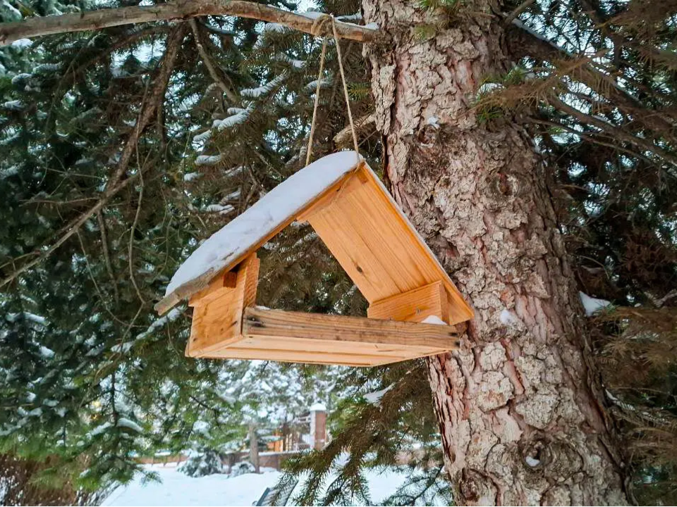 При -30 им трудно: почему в морозы птицы особенно нуждаются в помощи